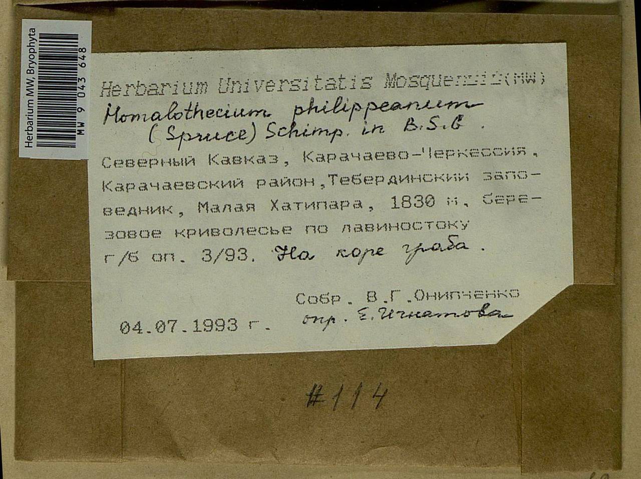 Homalothecium philippeanum (Spruce) Schimp., Bryophytes, Bryophytes - North Caucasus & Ciscaucasia (B12) (Russia)