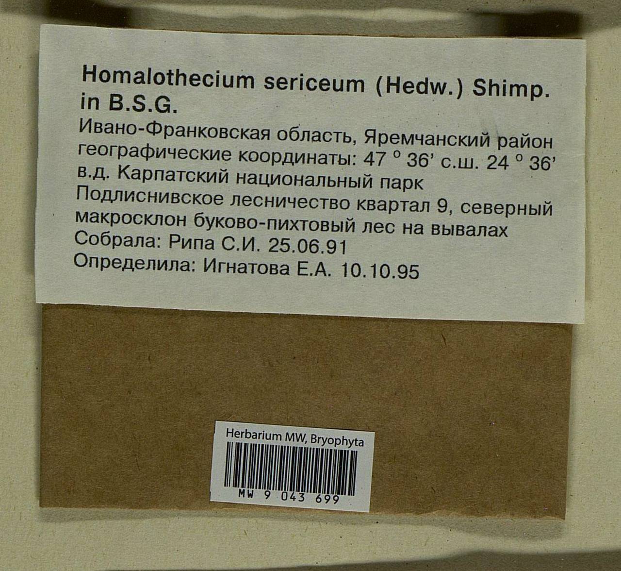 Homalothecium sericeum (Hedw.) Schimp., Bryophytes, Bryophytes - Ukraine & Moldova (B3) (Ukraine)