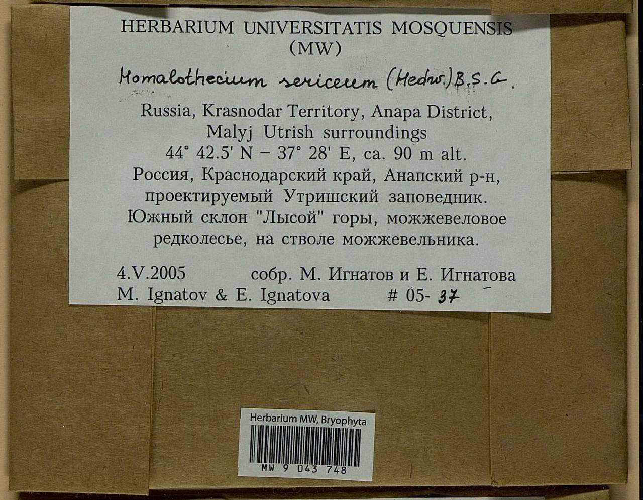 Homalothecium sericeum (Hedw.) Schimp., Bryophytes, Bryophytes - North Caucasus & Ciscaucasia (B12) (Russia)