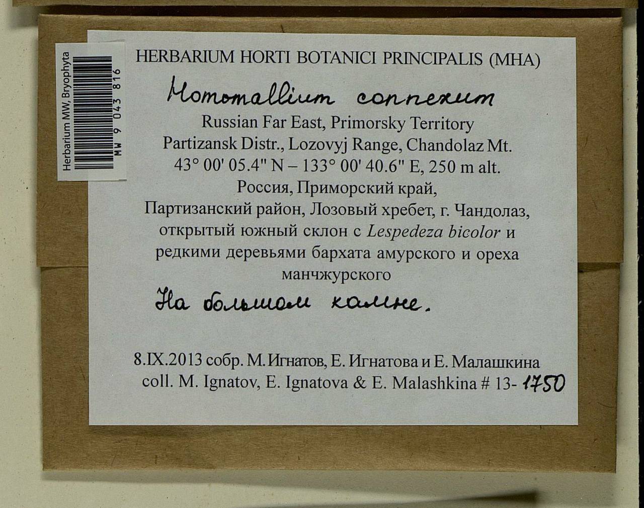 Homomallium connexum (Cardot) Broth., Bryophytes, Bryophytes - Russian Far East (excl. Chukotka & Kamchatka) (B20) (Russia)