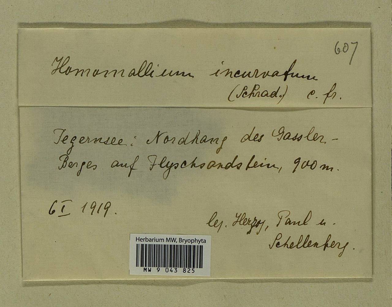 Homomallium incurvatum (Schrad. ex Brid.) Loeske, Bryophytes, Bryophytes - Western Europe (BEu) (Germany)