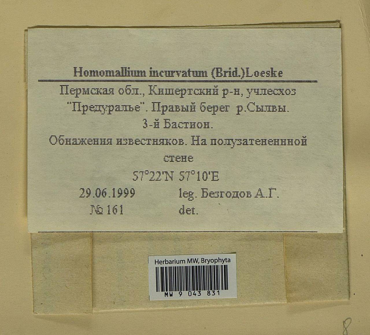 Homomallium incurvatum (Schrad. ex Brid.) Loeske, Bryophytes, Bryophytes - Permsky Krai, Udmurt Republic, Sverdlovsk & Kirov Oblasts (B8) (Russia)