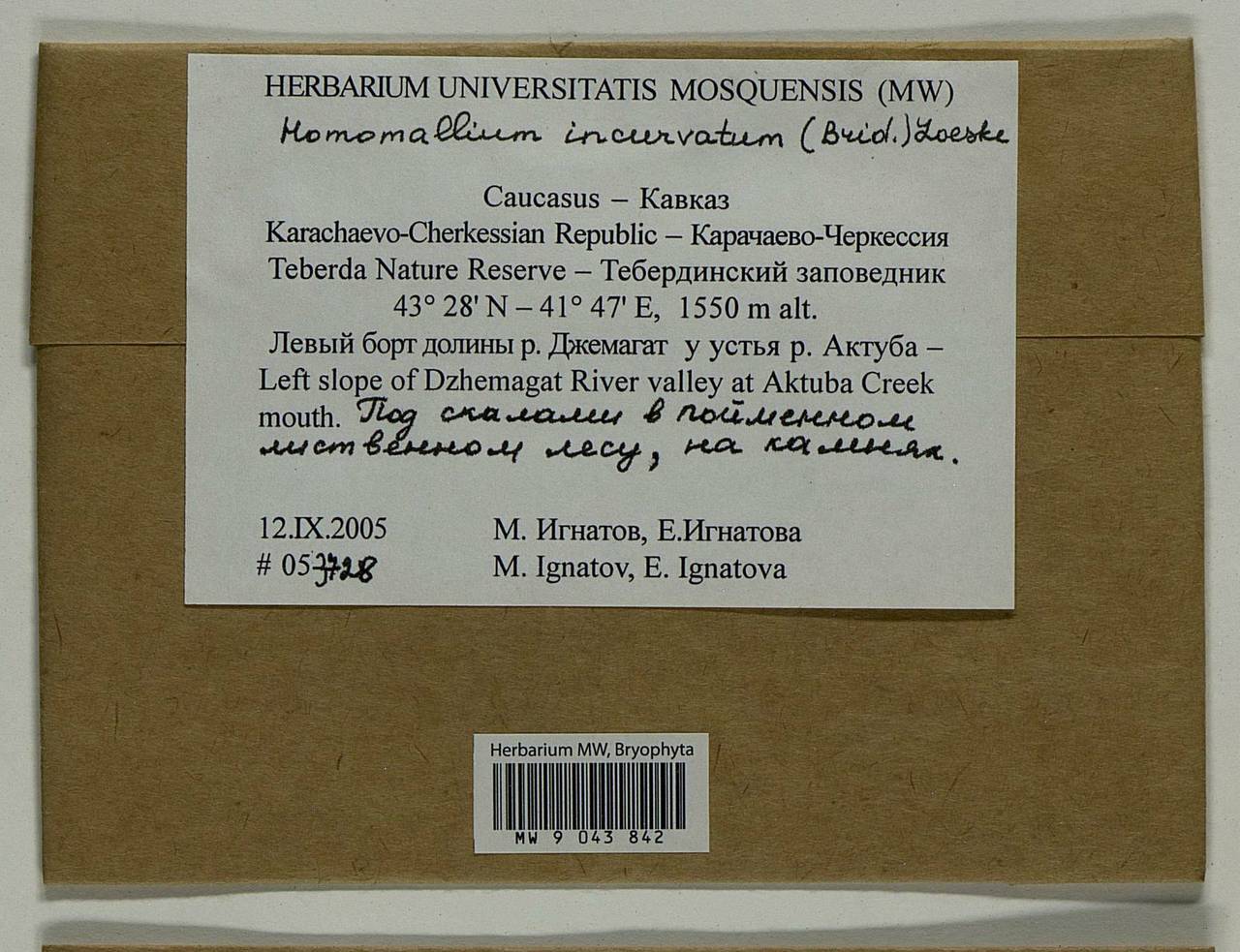 Homomallium incurvatum (Schrad. ex Brid.) Loeske, Bryophytes, Bryophytes - North Caucasus & Ciscaucasia (B12) (Russia)