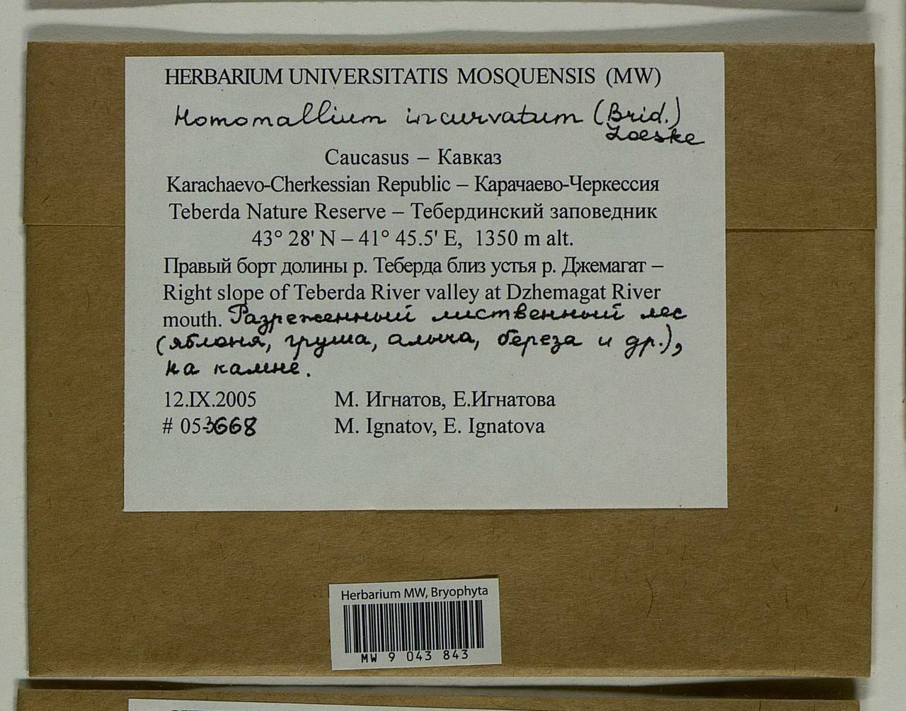 Homomallium incurvatum (Schrad. ex Brid.) Loeske, Bryophytes, Bryophytes - North Caucasus & Ciscaucasia (B12) (Russia)