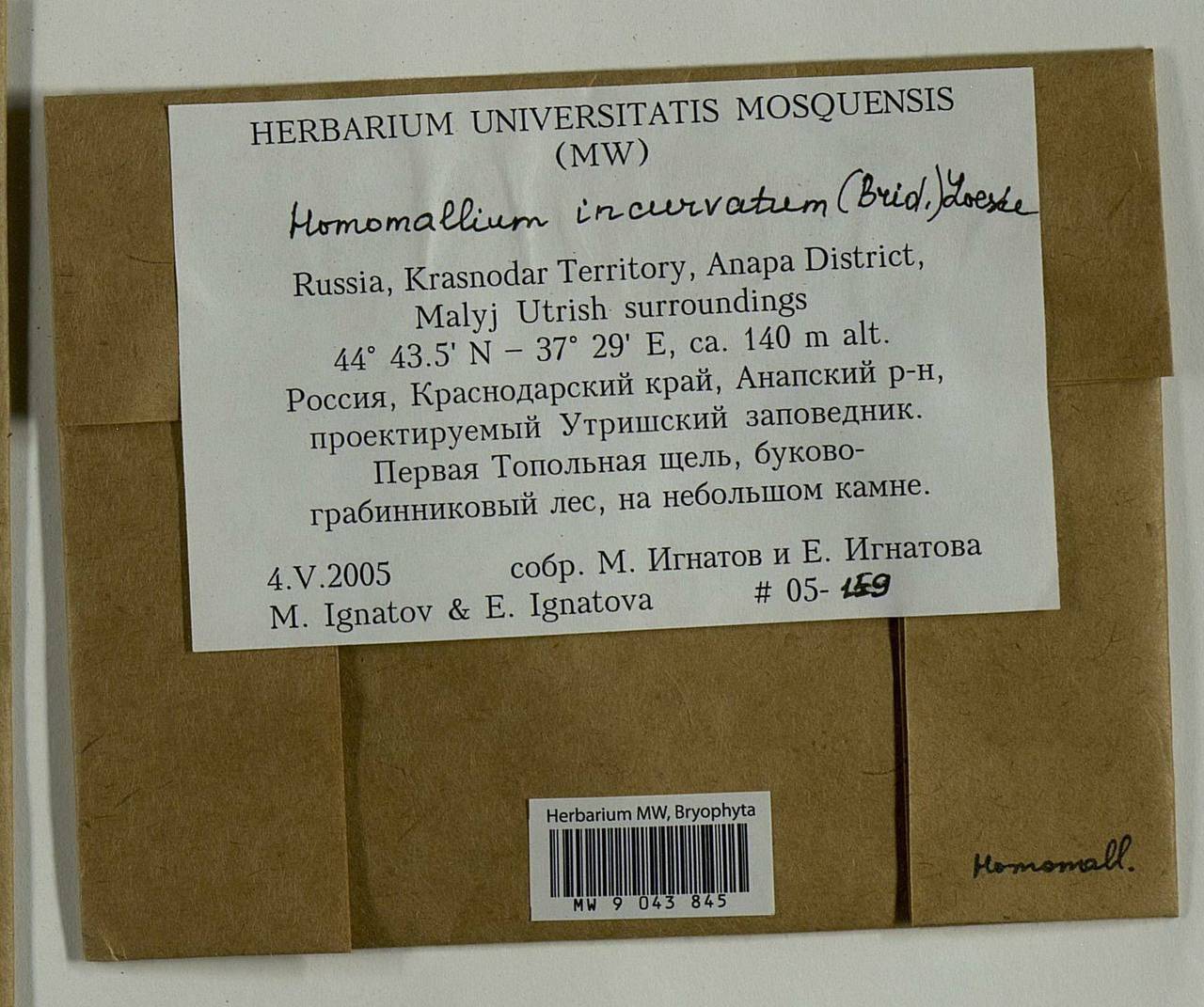 Homomallium incurvatum (Schrad. ex Brid.) Loeske, Bryophytes, Bryophytes - North Caucasus & Ciscaucasia (B12) (Russia)