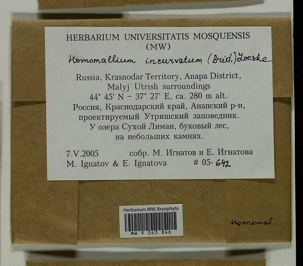 Homomallium incurvatum (Schrad. ex Brid.) Loeske, Bryophytes, Bryophytes - North Caucasus & Ciscaucasia (B12) (Russia)