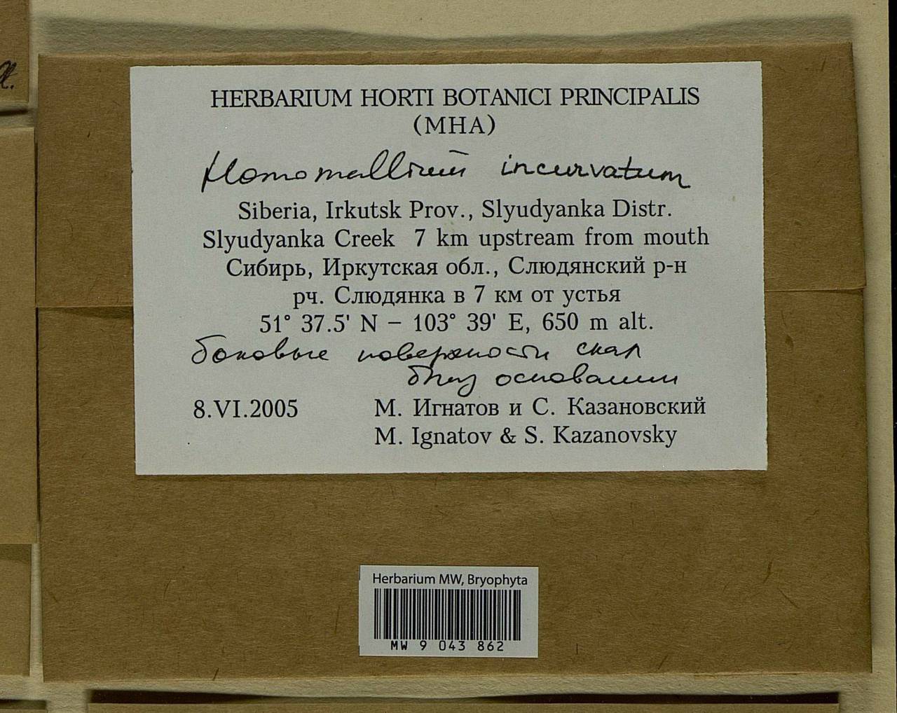 Homomallium incurvatum (Schrad. ex Brid.) Loeske, Bryophytes, Bryophytes - Baikal & Transbaikal regions (B18) (Russia)