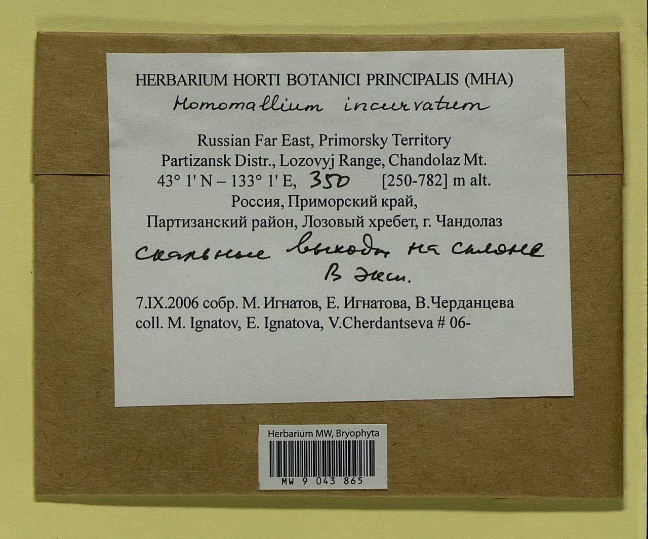 Homomallium incurvatum (Schrad. ex Brid.) Loeske, Bryophytes, Bryophytes - Russian Far East (excl. Chukotka & Kamchatka) (B20) (Russia)