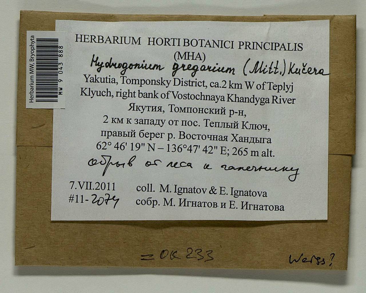 Hydrogonium gregarium (Mitt.) Jan Kučera, Bryophytes, Bryophytes - Yakutia (B19) (Russia)