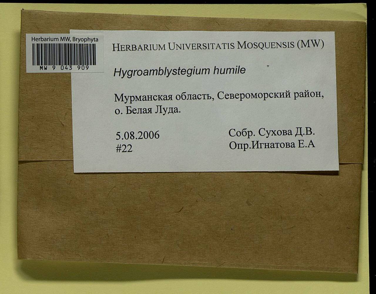 Hygroamblystegium humile (P. Beauv.) Vanderp., Hedenäs & Goffinet, Bryophytes, Bryophytes - Karelia, Leningrad & Murmansk Oblasts (B4) (Russia)