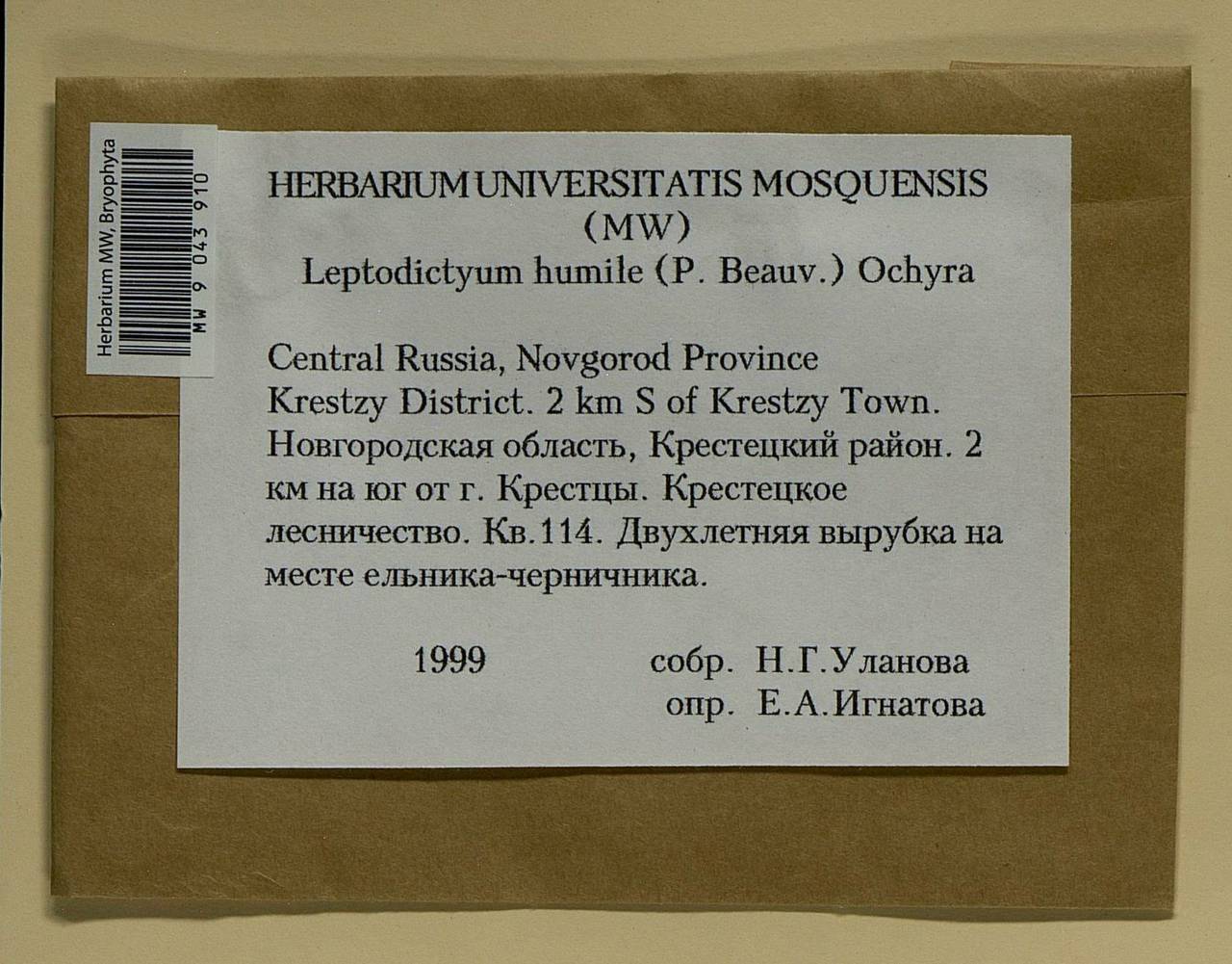 Hygroamblystegium humile (P. Beauv.) Vanderp., Hedenäs & Goffinet, Bryophytes, Bryophytes - Novgorod & Pskov Oblasts (B5) (Russia)