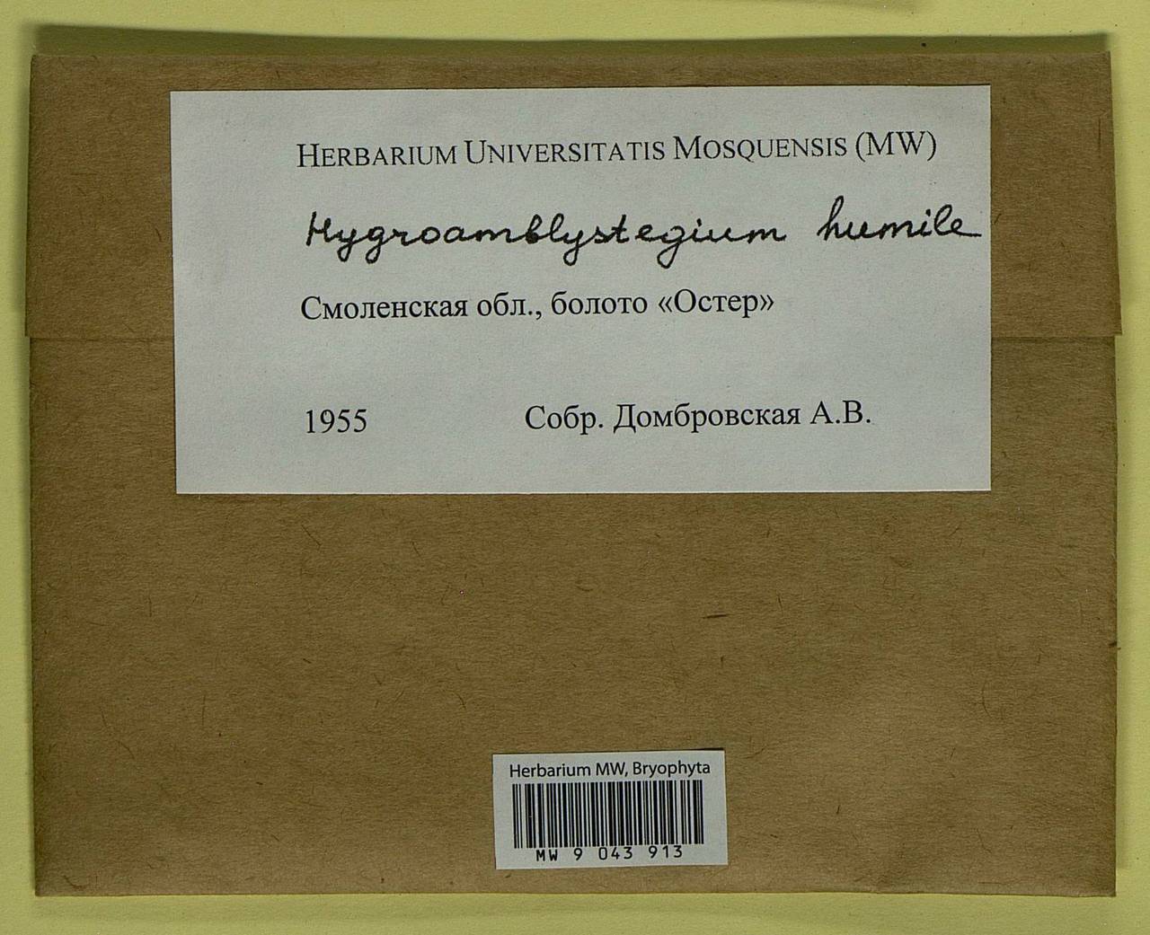 Hygroamblystegium humile (P. Beauv.) Vanderp., Hedenäs & Goffinet, Bryophytes, Bryophytes - Middle Russia (B6) (Russia)