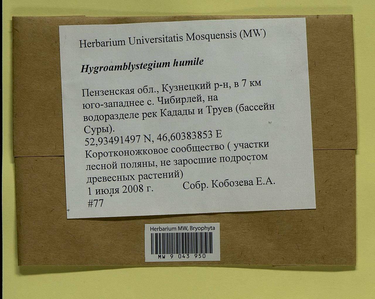 Hygroamblystegium humile (P. Beauv.) Vanderp., Hedenäs & Goffinet, Bryophytes, Bryophytes - Middle Volga (B9) (Russia)