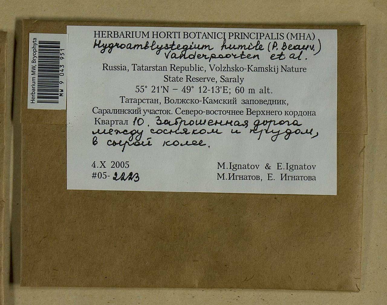 Hygroamblystegium humile (P. Beauv.) Vanderp., Hedenäs & Goffinet, Bryophytes, Bryophytes - Middle Volga (B9) (Russia)