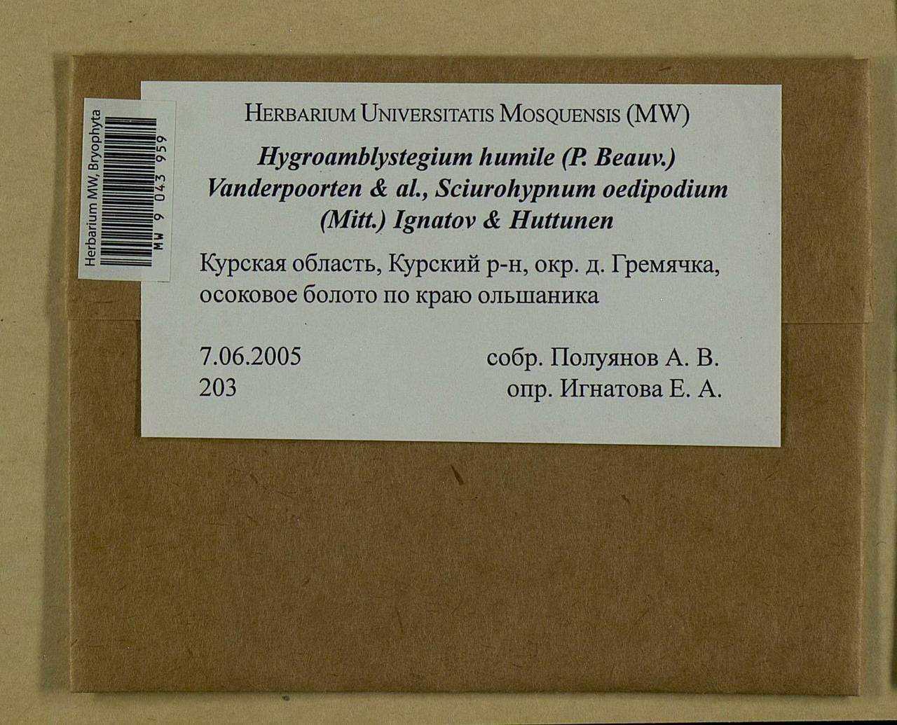 Hygroamblystegium humile (P. Beauv.) Vanderp., Hedenäs & Goffinet, Bryophytes, Bryophytes - Central forest-and-steppe region (B10) (Russia)