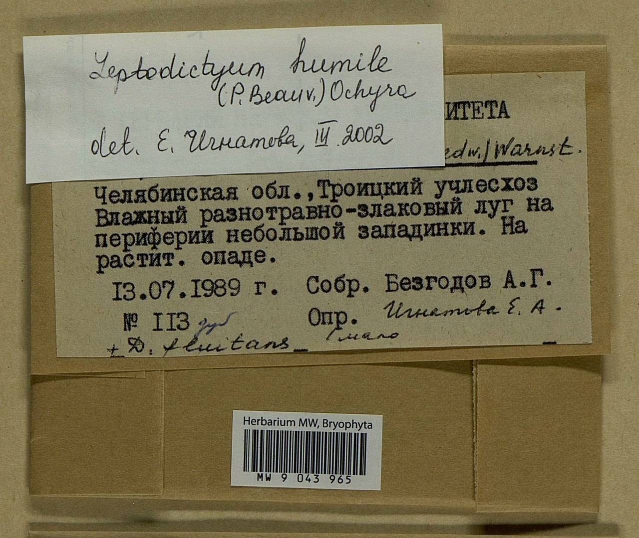 Hygroamblystegium humile (P. Beauv.) Vanderp., Hedenäs & Goffinet, Bryophytes, Bryophytes - South Urals (B14) (Russia)