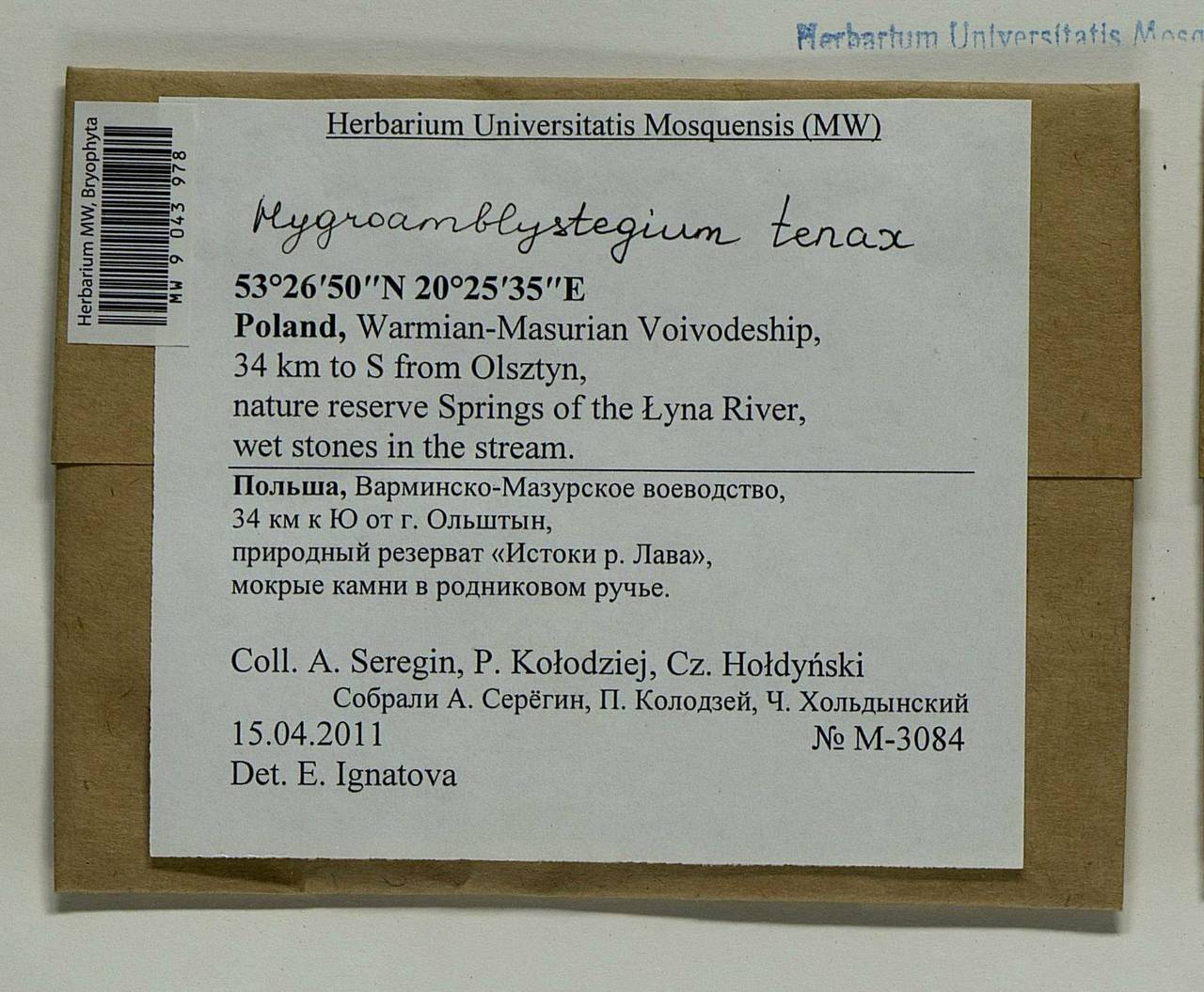 Hygroamblystegium tenax (Hedw.) Jenn., Bryophytes, Bryophytes - Western Europe (BEu) (Poland)