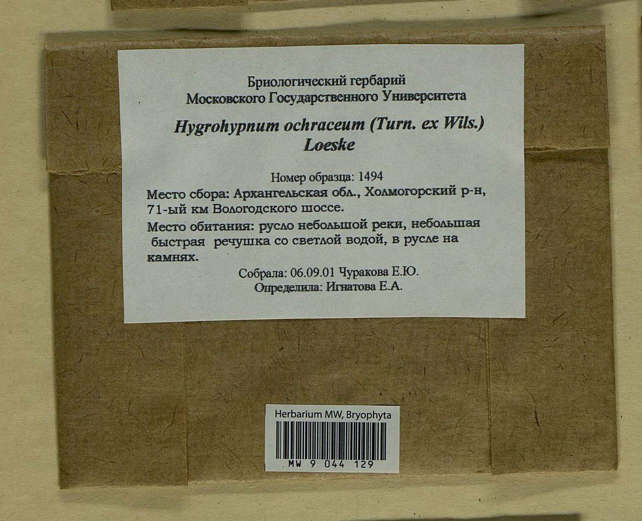 Hygrohypnella ochracea (Turner ex Wilson) Ignatov & Ignatova, Bryophytes, Bryophytes - European North East (B7) (Russia)