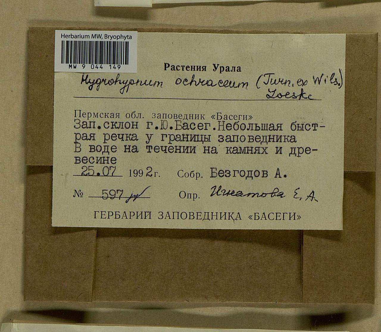 Hygrohypnella ochracea (Turner ex Wilson) Ignatov & Ignatova, Bryophytes, Bryophytes - Permsky Krai, Udmurt Republic, Sverdlovsk & Kirov Oblasts (B8) (Russia)