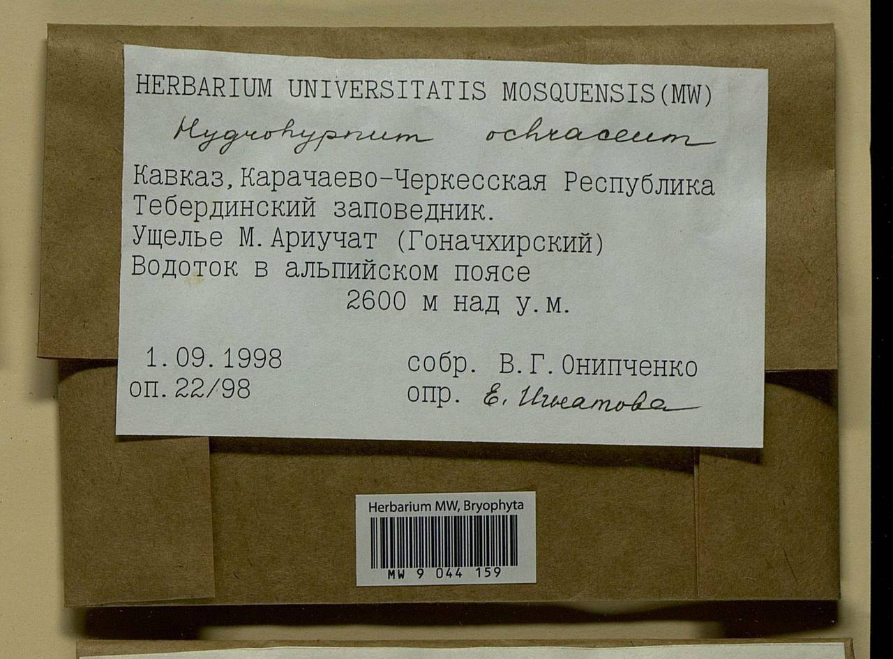 Hygrohypnella ochracea (Turner ex Wilson) Ignatov & Ignatova, Bryophytes, Bryophytes - North Caucasus & Ciscaucasia (B12) (Russia)