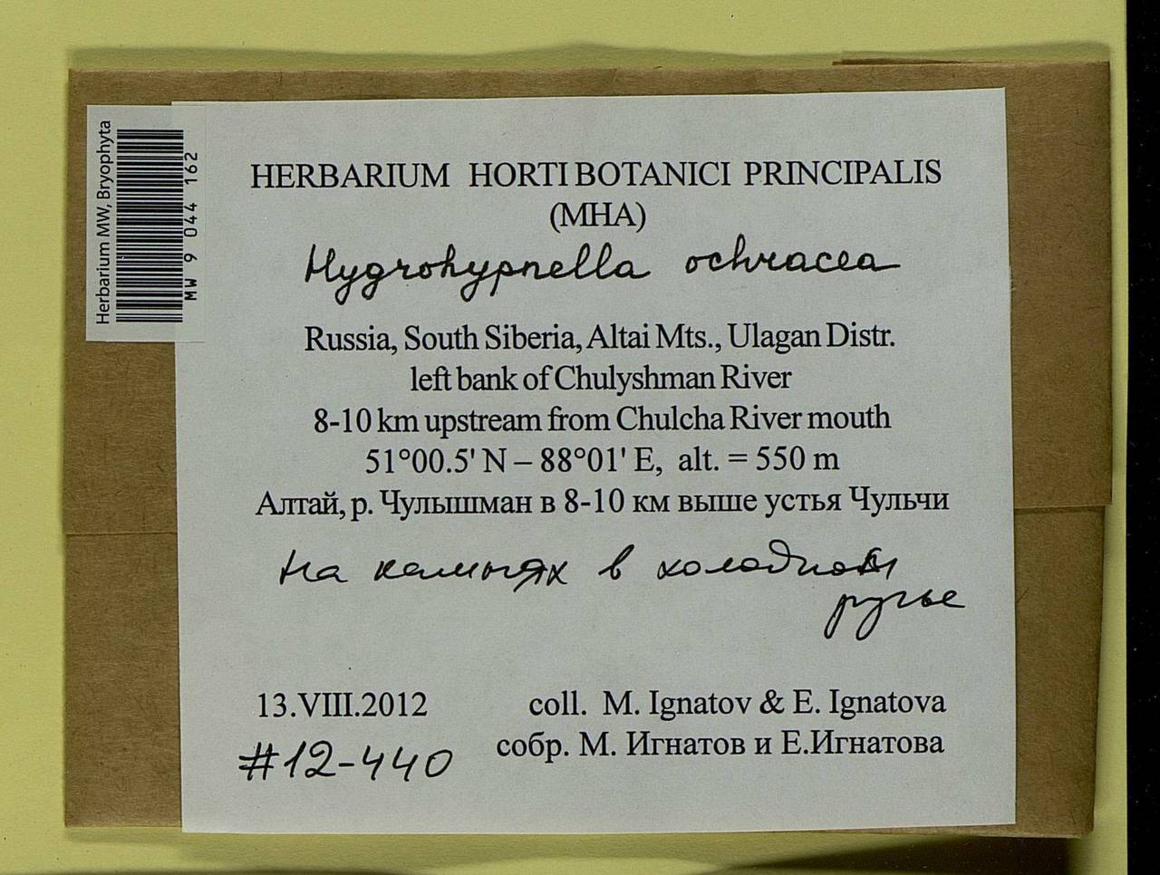 Hygrohypnella ochracea (Turner ex Wilson) Ignatov & Ignatova, Bryophytes, Bryophytes - Western Siberia (including Altai) (B15) (Russia)