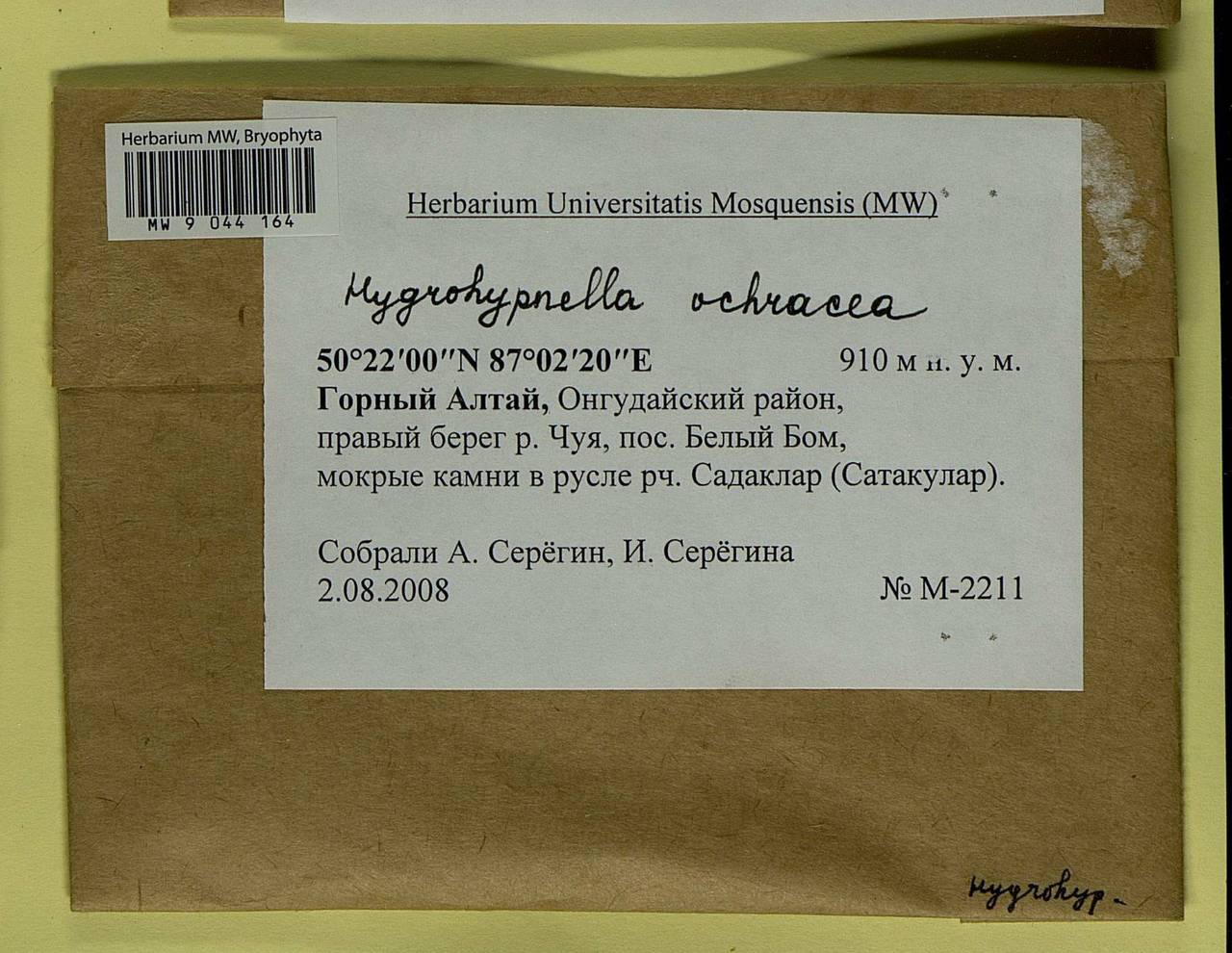 Hygrohypnella ochracea (Turner ex Wilson) Ignatov & Ignatova, Bryophytes, Bryophytes - Western Siberia (including Altai) (B15) (Russia)