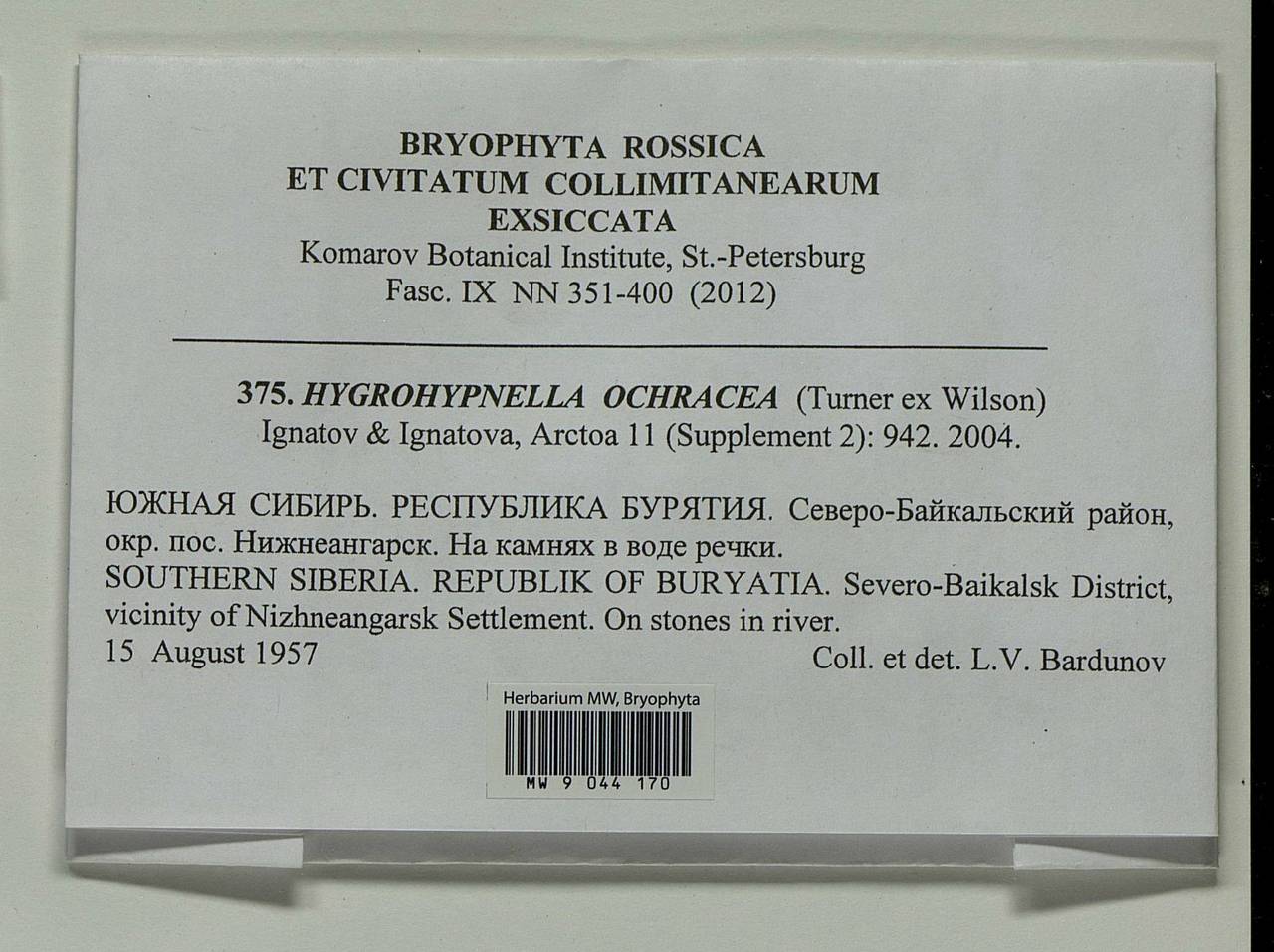 Hygrohypnella ochracea (Turner ex Wilson) Ignatov & Ignatova, Bryophytes, Bryophytes - Baikal & Transbaikal regions (B18) (Russia)