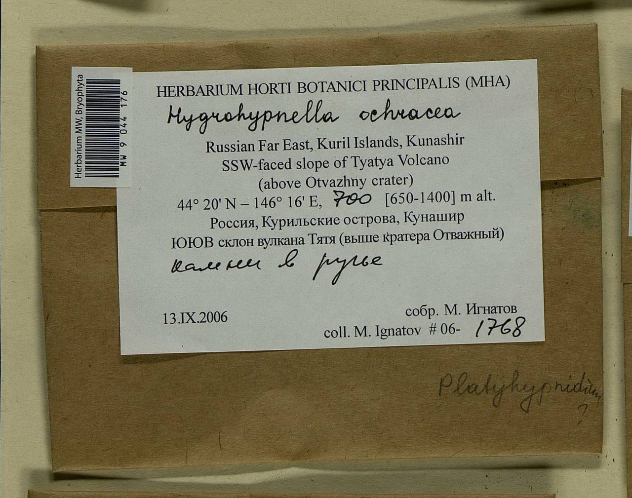 Hygrohypnella ochracea (Turner ex Wilson) Ignatov & Ignatova, Bryophytes, Bryophytes - Russian Far East (excl. Chukotka & Kamchatka) (B20) (Russia)