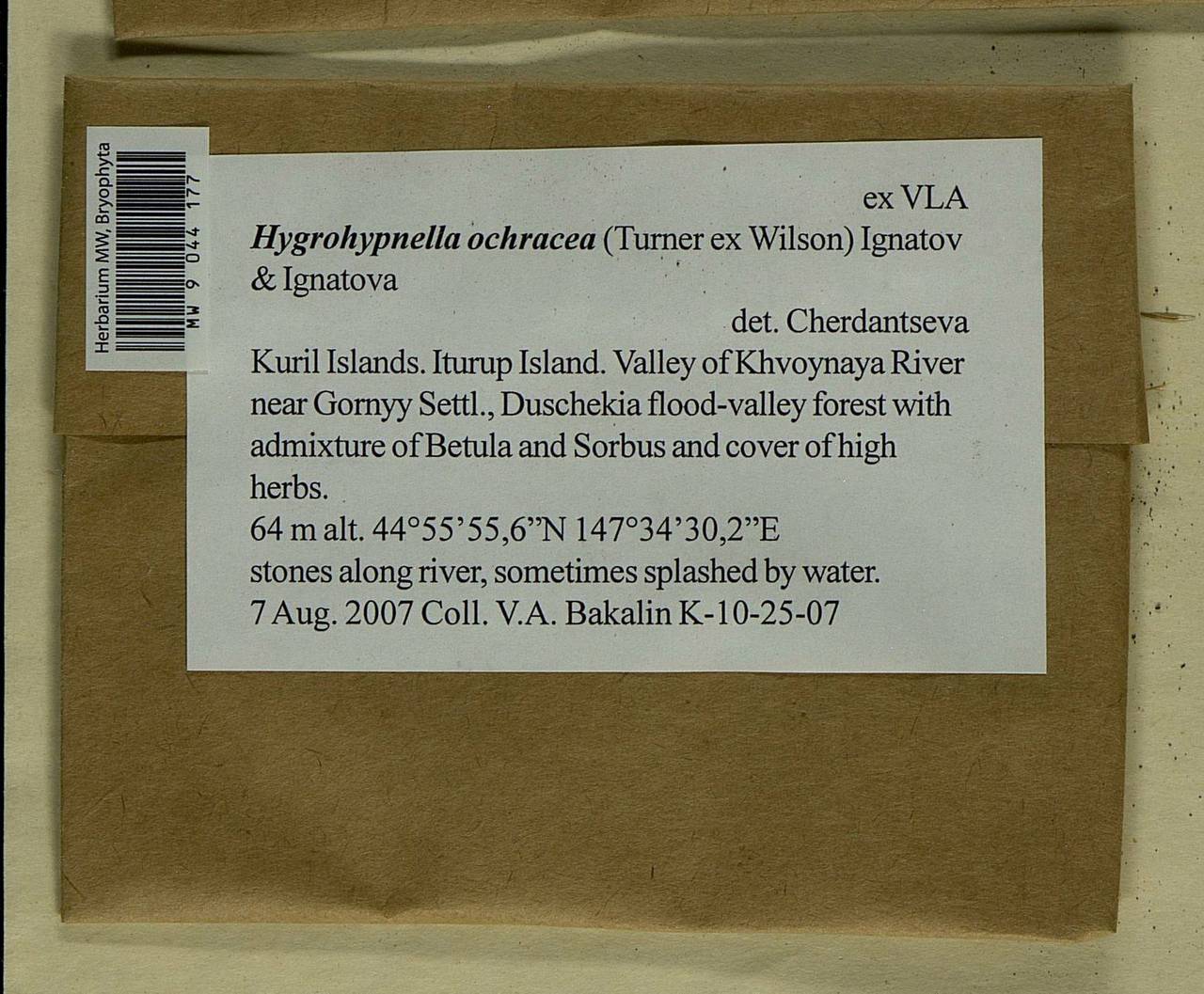 Hygrohypnella ochracea (Turner ex Wilson) Ignatov & Ignatova, Bryophytes, Bryophytes - Russian Far East (excl. Chukotka & Kamchatka) (B20) (Russia)