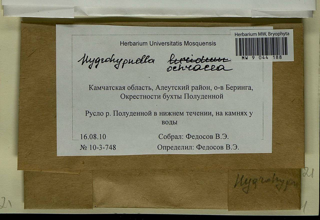 Hygrohypnella ochracea (Turner ex Wilson) Ignatov & Ignatova, Bryophytes, Bryophytes - Chukotka & Kamchatka (B21) (Russia)