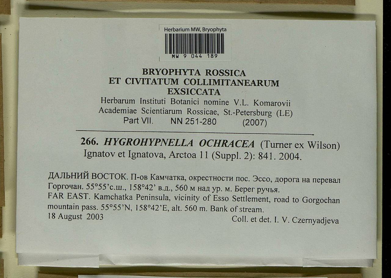 Hygrohypnella ochracea (Turner ex Wilson) Ignatov & Ignatova, Bryophytes, Bryophytes - Chukotka & Kamchatka (B21) (Russia)