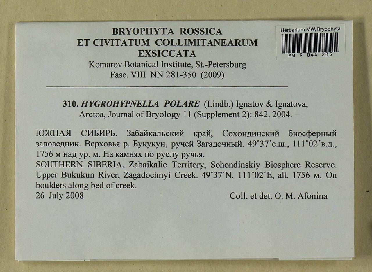 Hygrohypnella polaris (Lindb.) Ignatov & Ignatova, Bryophytes, Bryophytes - Baikal & Transbaikal regions (B18) (Russia)