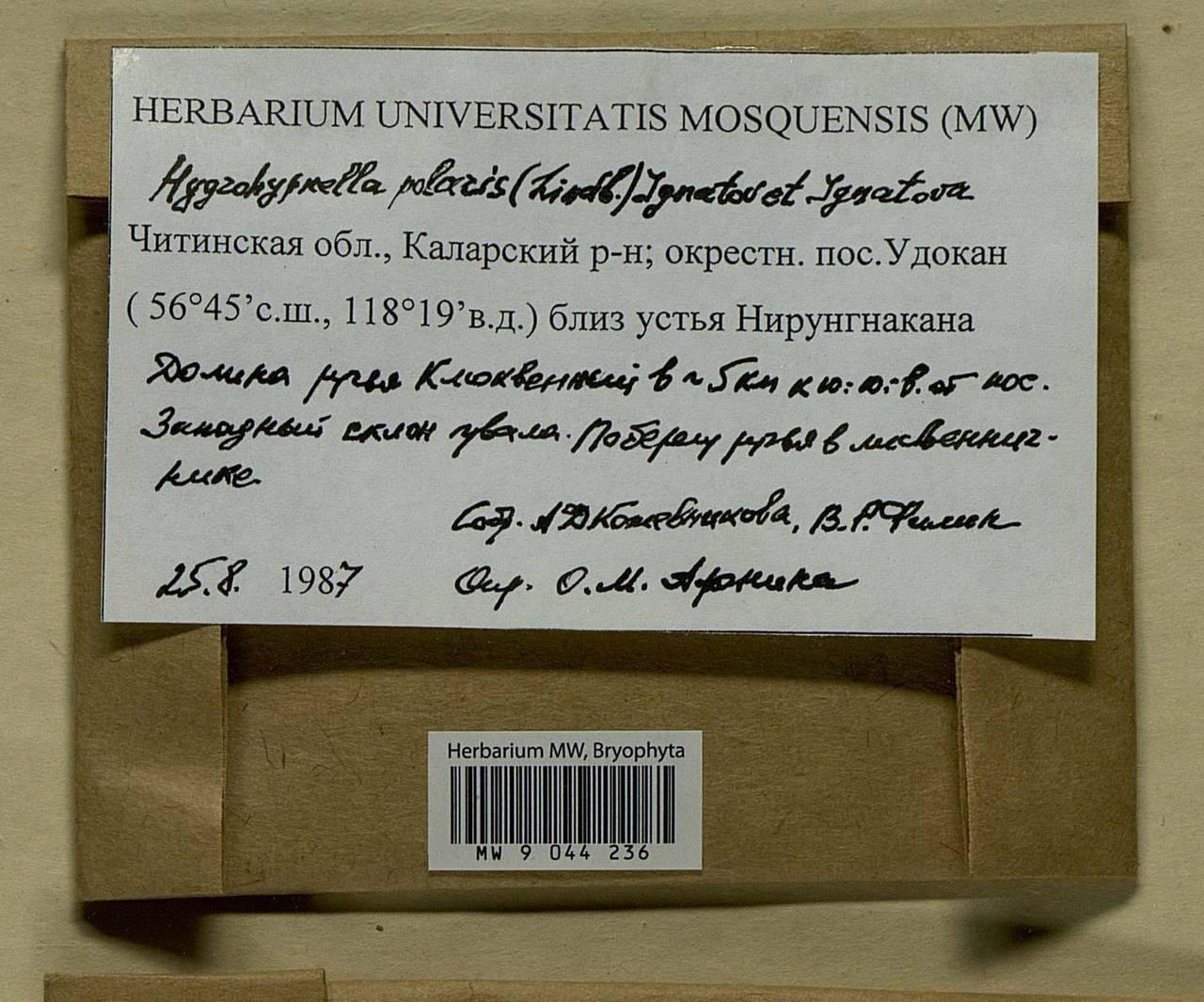 Hygrohypnella polaris (Lindb.) Ignatov & Ignatova, Bryophytes, Bryophytes - Baikal & Transbaikal regions (B18) (Russia)