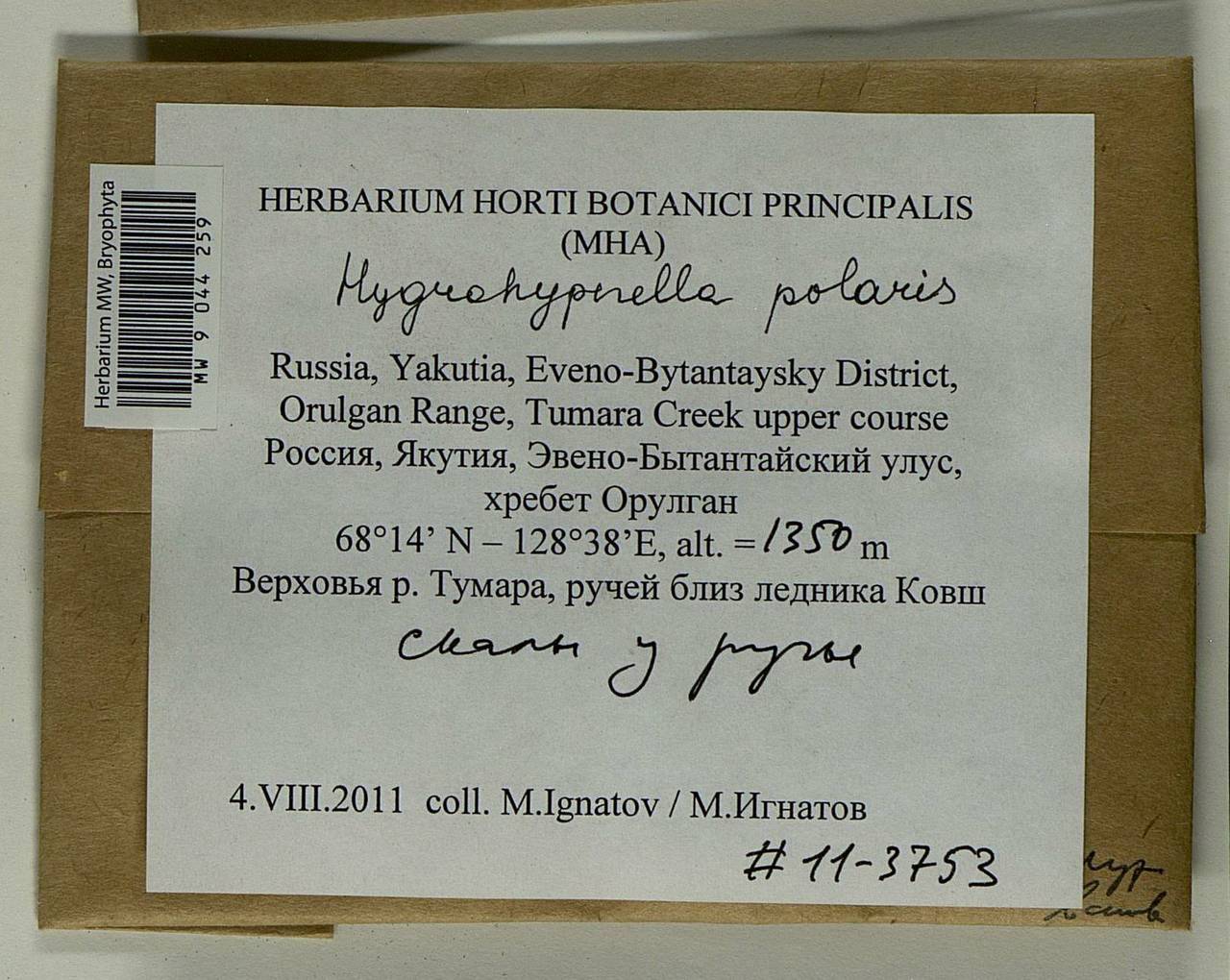 Hygrohypnella polaris (Lindb.) Ignatov & Ignatova, Bryophytes, Bryophytes - Yakutia (B19) (Russia)