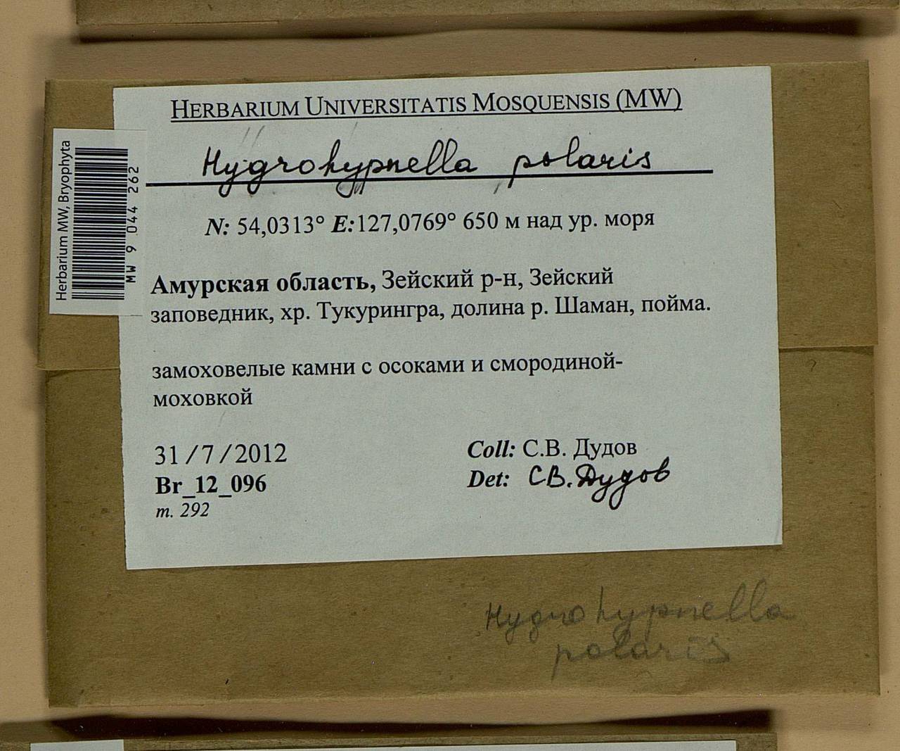 Hygrohypnella polaris (Lindb.) Ignatov & Ignatova, Bryophytes, Bryophytes - Russian Far East (excl. Chukotka & Kamchatka) (B20) (Russia)