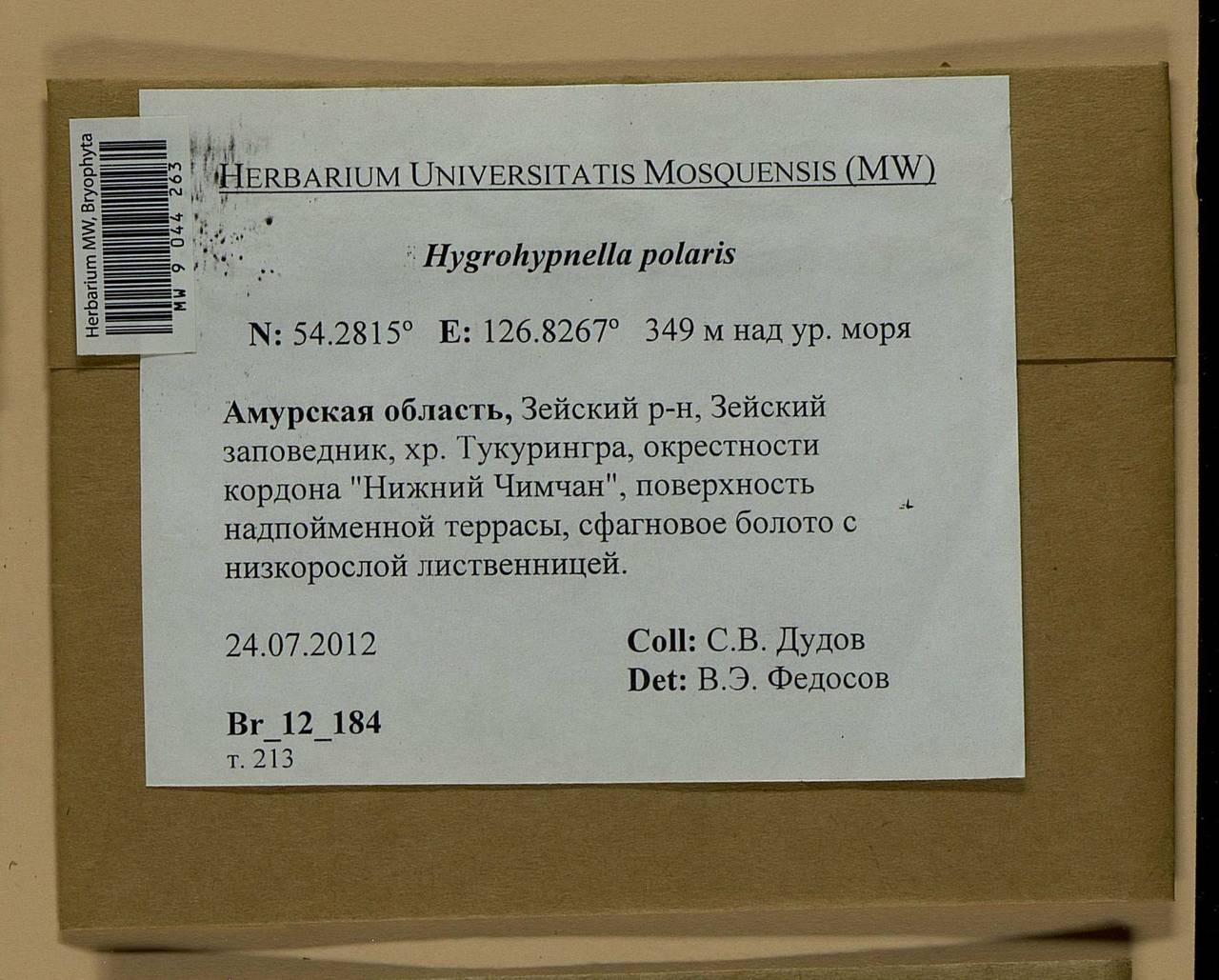 Hygrohypnella polaris (Lindb.) Ignatov & Ignatova, Bryophytes, Bryophytes - Russian Far East (excl. Chukotka & Kamchatka) (B20) (Russia)