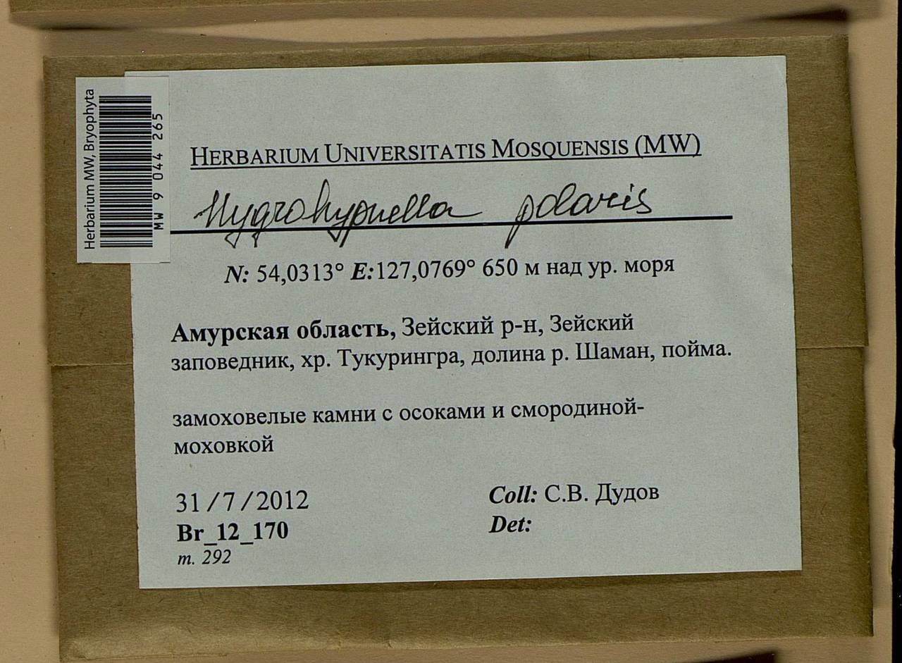 Hygrohypnella polaris (Lindb.) Ignatov & Ignatova, Bryophytes, Bryophytes - Russian Far East (excl. Chukotka & Kamchatka) (B20) (Russia)