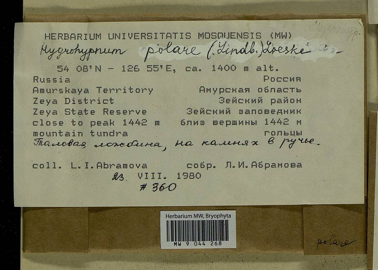 Hygrohypnella polaris (Lindb.) Ignatov & Ignatova, Bryophytes, Bryophytes - Russian Far East (excl. Chukotka & Kamchatka) (B20) (Russia)