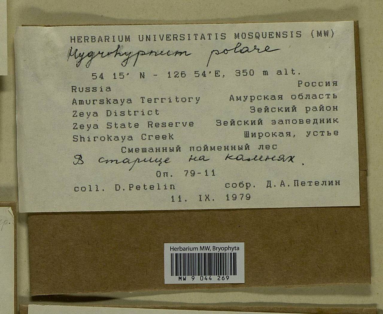 Hygrohypnella polaris (Lindb.) Ignatov & Ignatova, Bryophytes, Bryophytes - Russian Far East (excl. Chukotka & Kamchatka) (B20) (Russia)