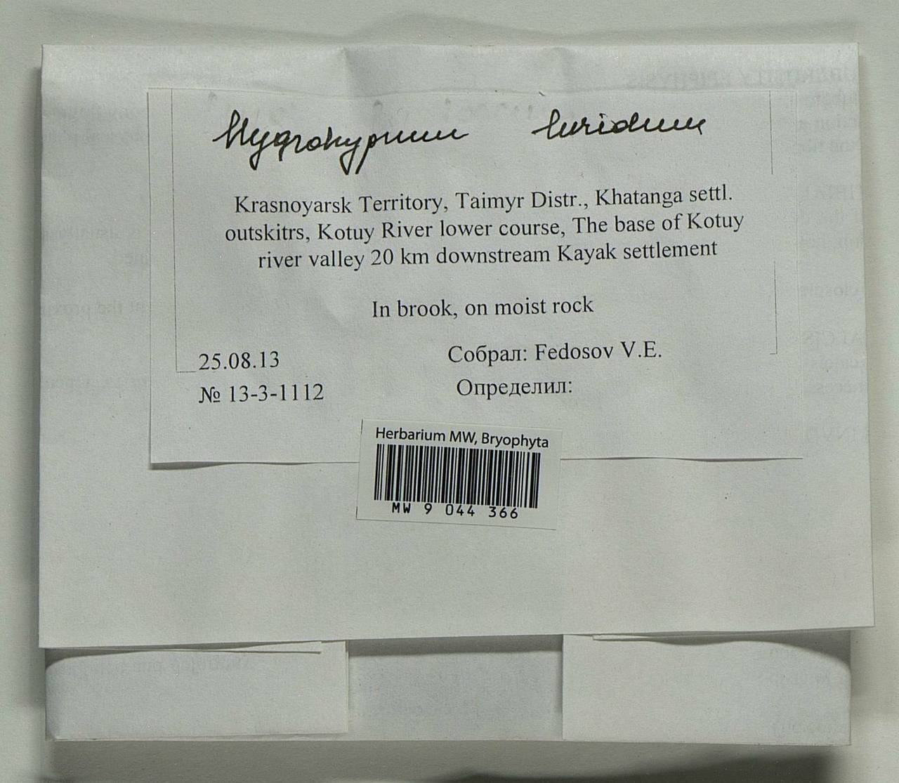 Hygrohypnum luridum (Hedw.) Jenn., Bryophytes, Bryophytes - Krasnoyarsk Krai, Tyva & Khakassia (B17) (Russia)