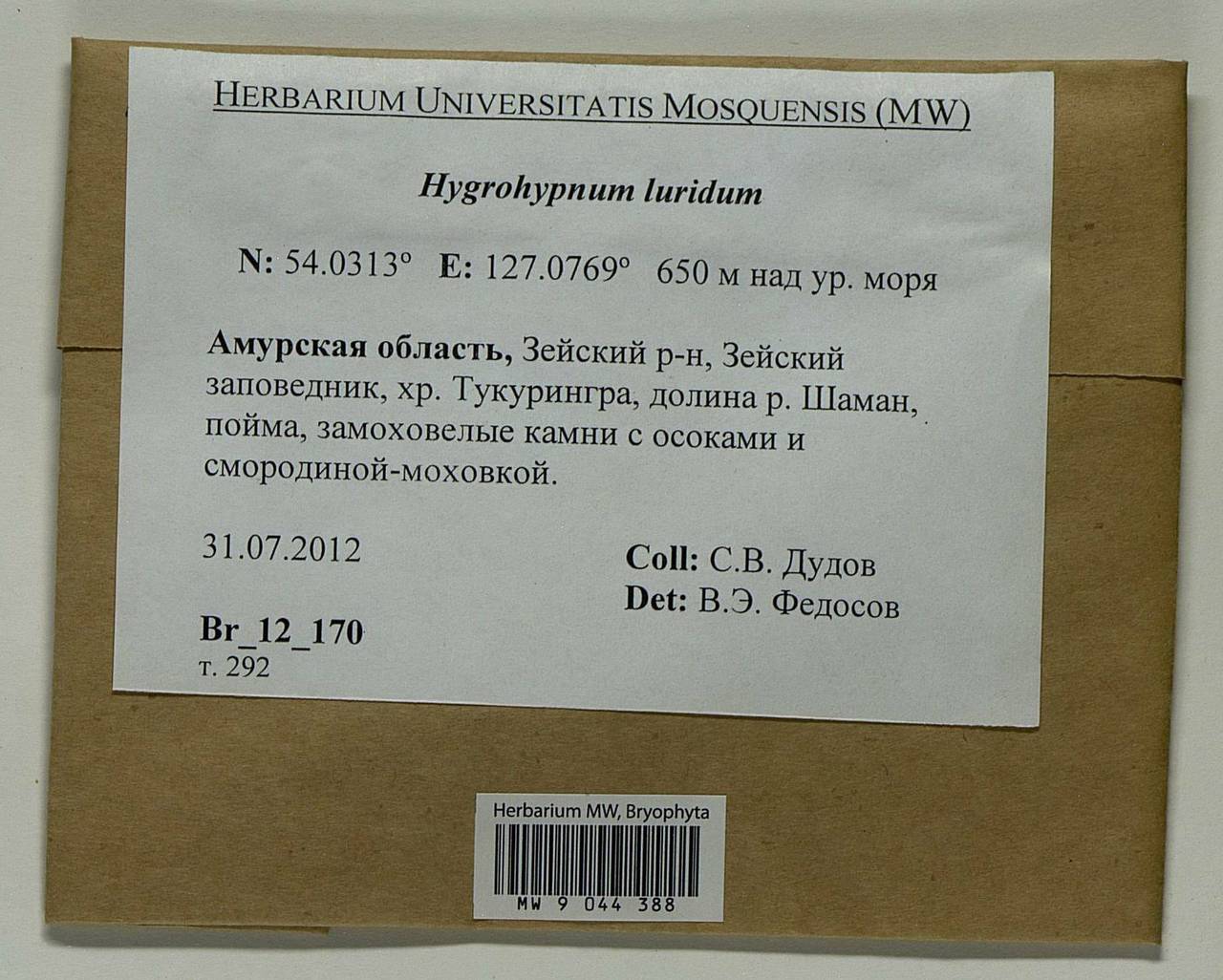 Hygrohypnum luridum (Hedw.) Jenn., Bryophytes, Bryophytes - Russian Far East (excl. Chukotka & Kamchatka) (B20) (Russia)