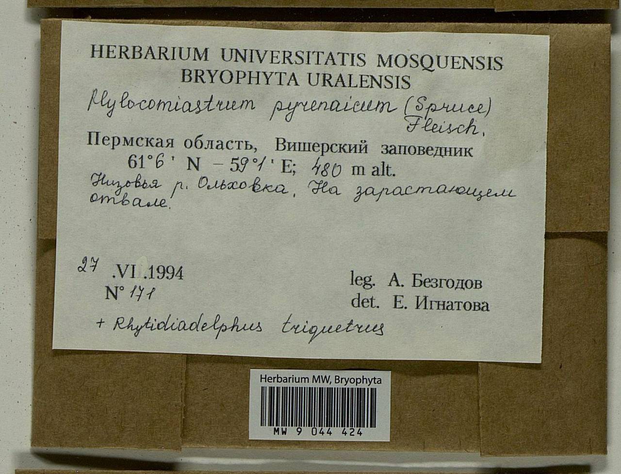 Hylocomiastrum pyrenaicum (Spruce) M. Fleisch. ex Broth., Bryophytes, Bryophytes - Permsky Krai, Udmurt Republic, Sverdlovsk & Kirov Oblasts (B8) (Russia)