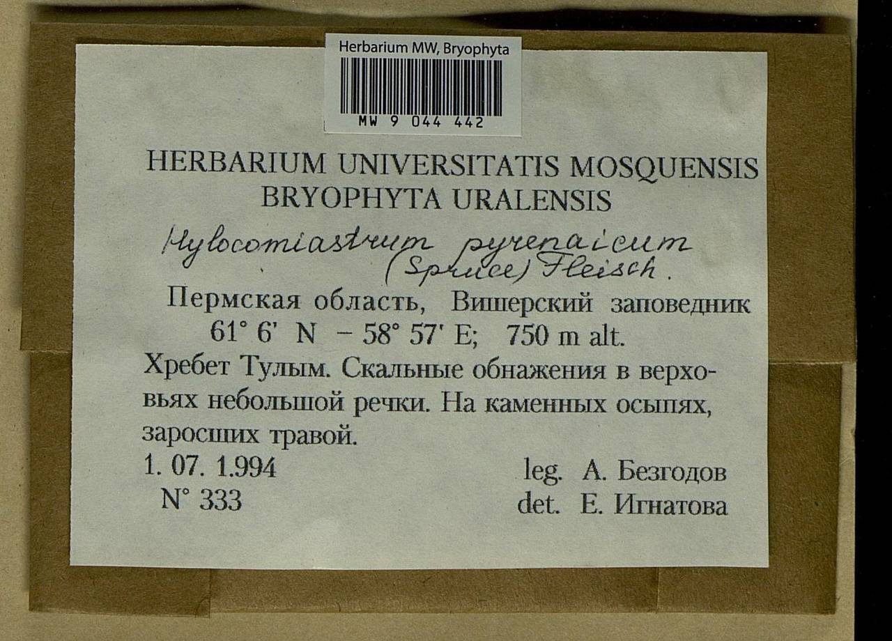 Hylocomiastrum pyrenaicum (Spruce) M. Fleisch. ex Broth., Bryophytes, Bryophytes - Permsky Krai, Udmurt Republic, Sverdlovsk & Kirov Oblasts (B8) (Russia)