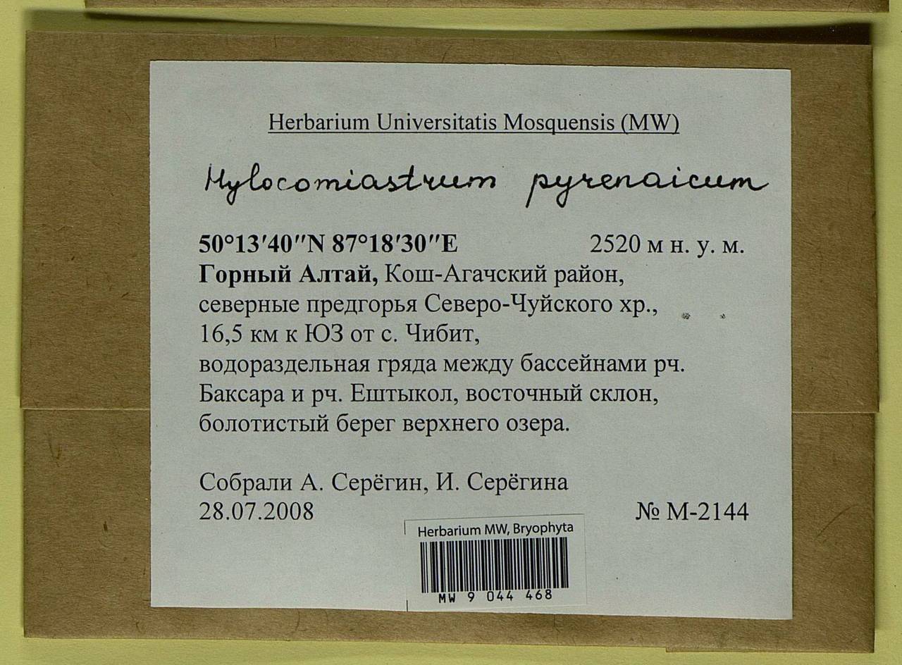 Hylocomiastrum pyrenaicum (Spruce) M. Fleisch. ex Broth., Bryophytes, Bryophytes - Western Siberia (including Altai) (B15) (Russia)