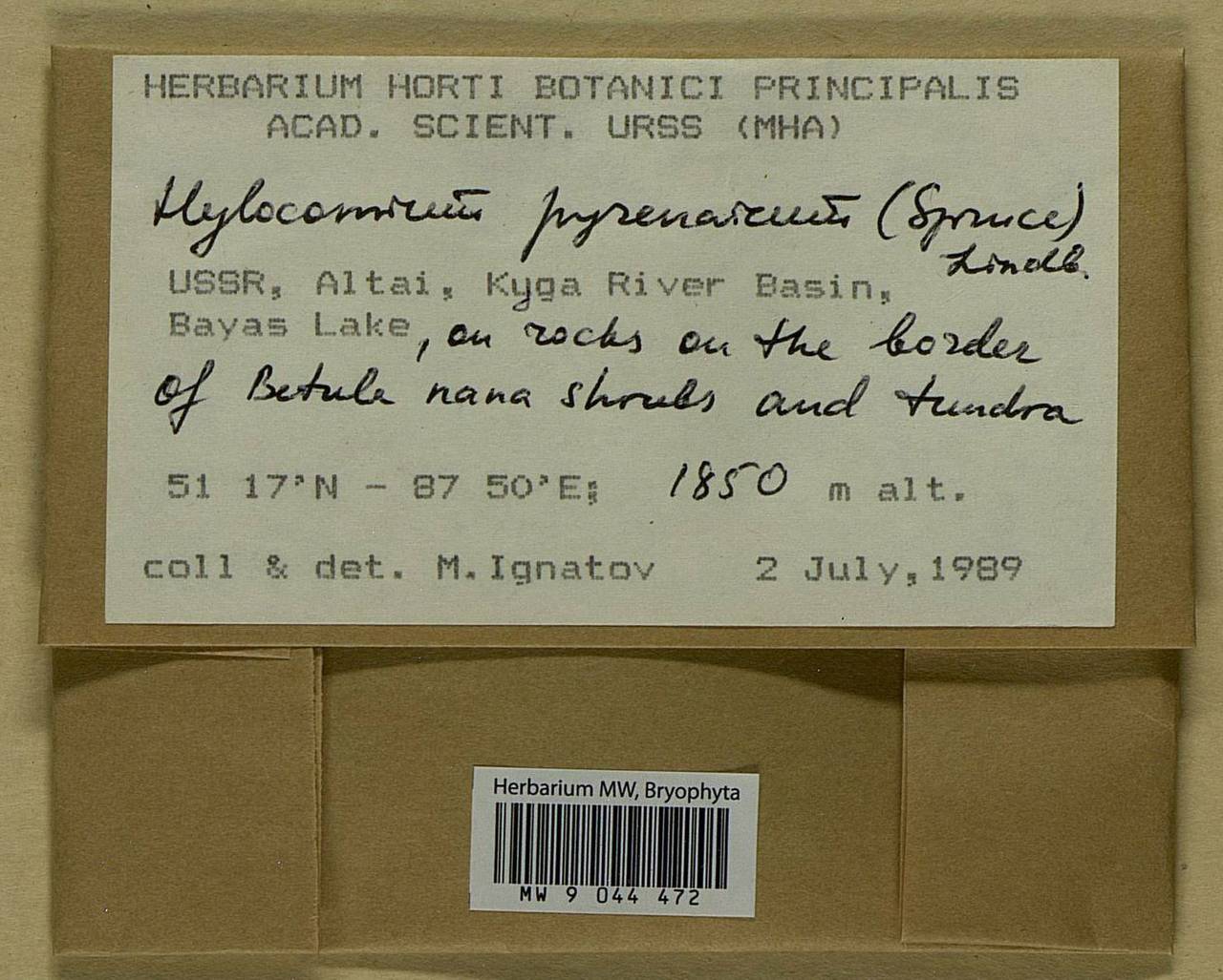 Hylocomiastrum pyrenaicum (Spruce) M. Fleisch. ex Broth., Bryophytes, Bryophytes - Western Siberia (including Altai) (B15) (Russia)