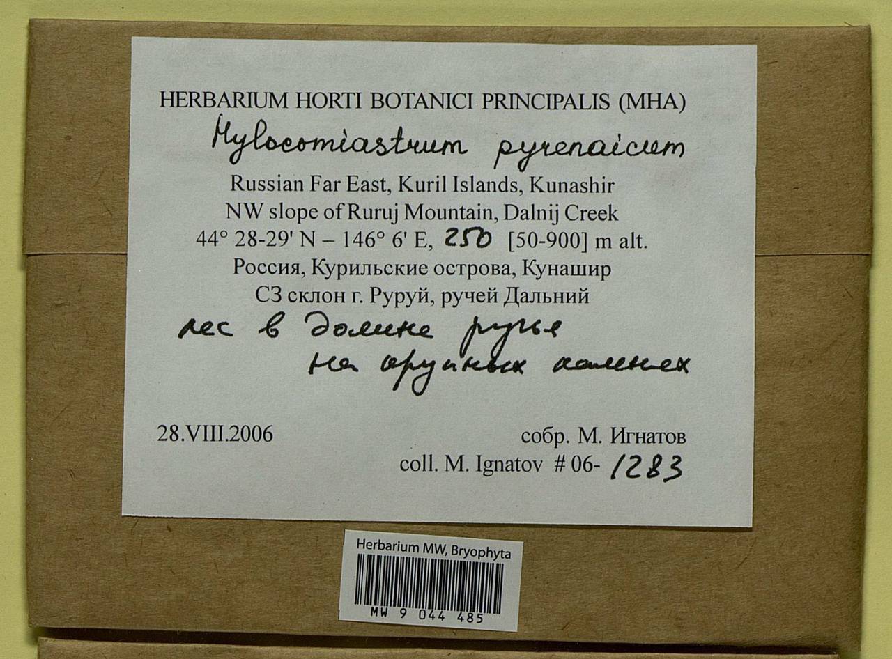 Hylocomiastrum pyrenaicum (Spruce) M. Fleisch. ex Broth., Bryophytes, Bryophytes - Russian Far East (excl. Chukotka & Kamchatka) (B20) (Russia)