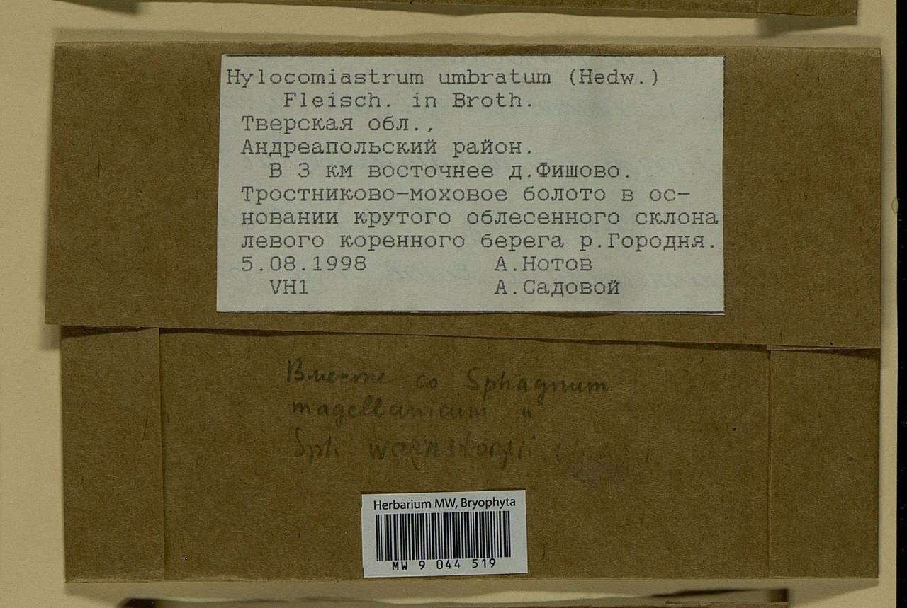 Hylocomiastrum umbratum (Hedw.) M. Fleisch. ex Broth., Bryophytes, Bryophytes - Middle Russia (B6) (Russia)