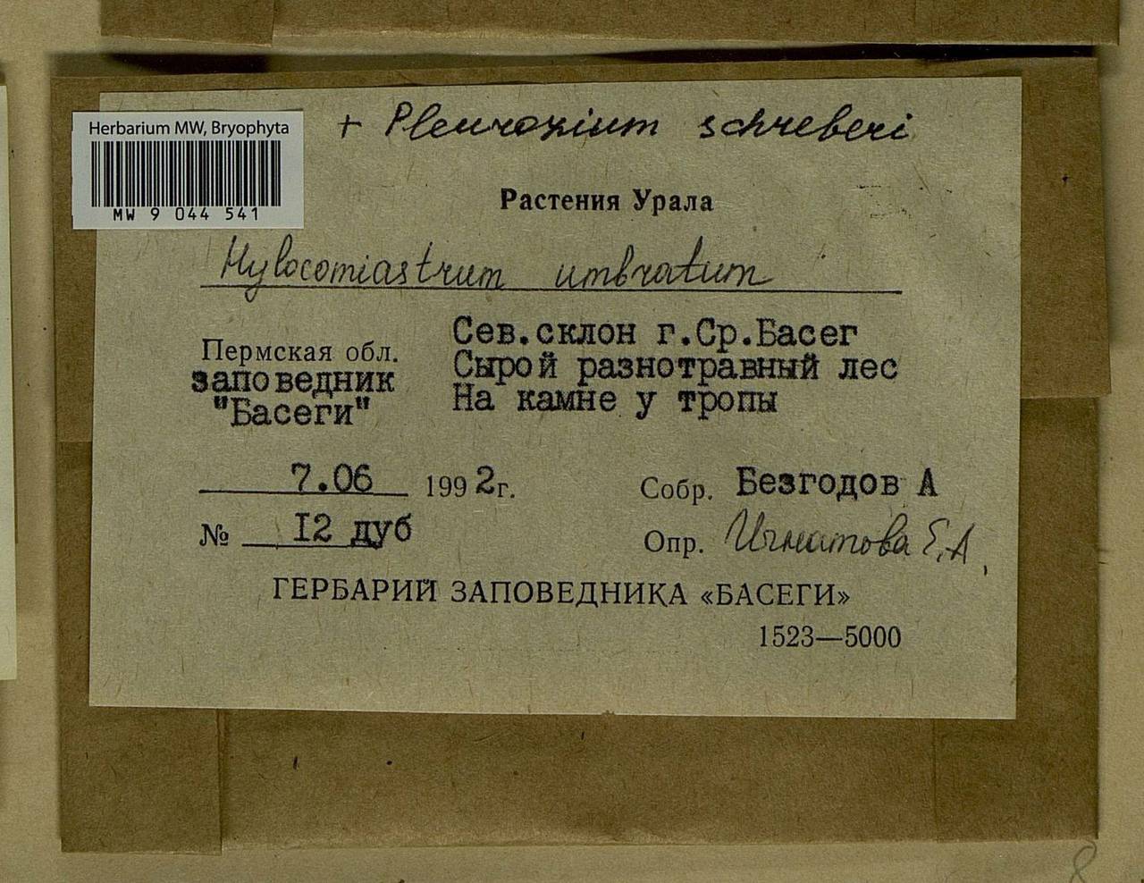 Hylocomiastrum umbratum (Hedw.) M. Fleisch. ex Broth., Bryophytes, Bryophytes - Permsky Krai, Udmurt Republic, Sverdlovsk & Kirov Oblasts (B8) (Russia)