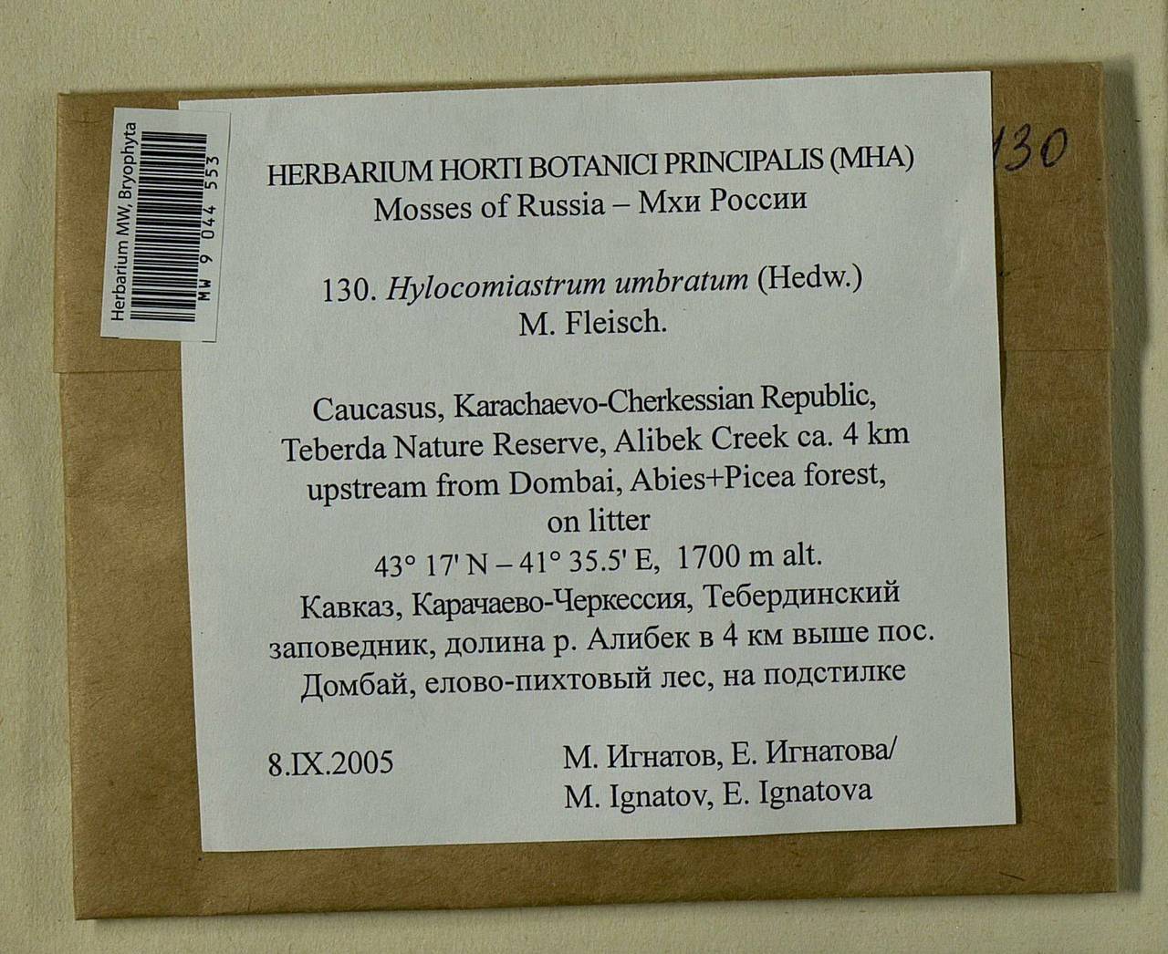 Hylocomiastrum umbratum (Hedw.) M. Fleisch. ex Broth., Bryophytes, Bryophytes - North Caucasus & Ciscaucasia (B12) (Russia)