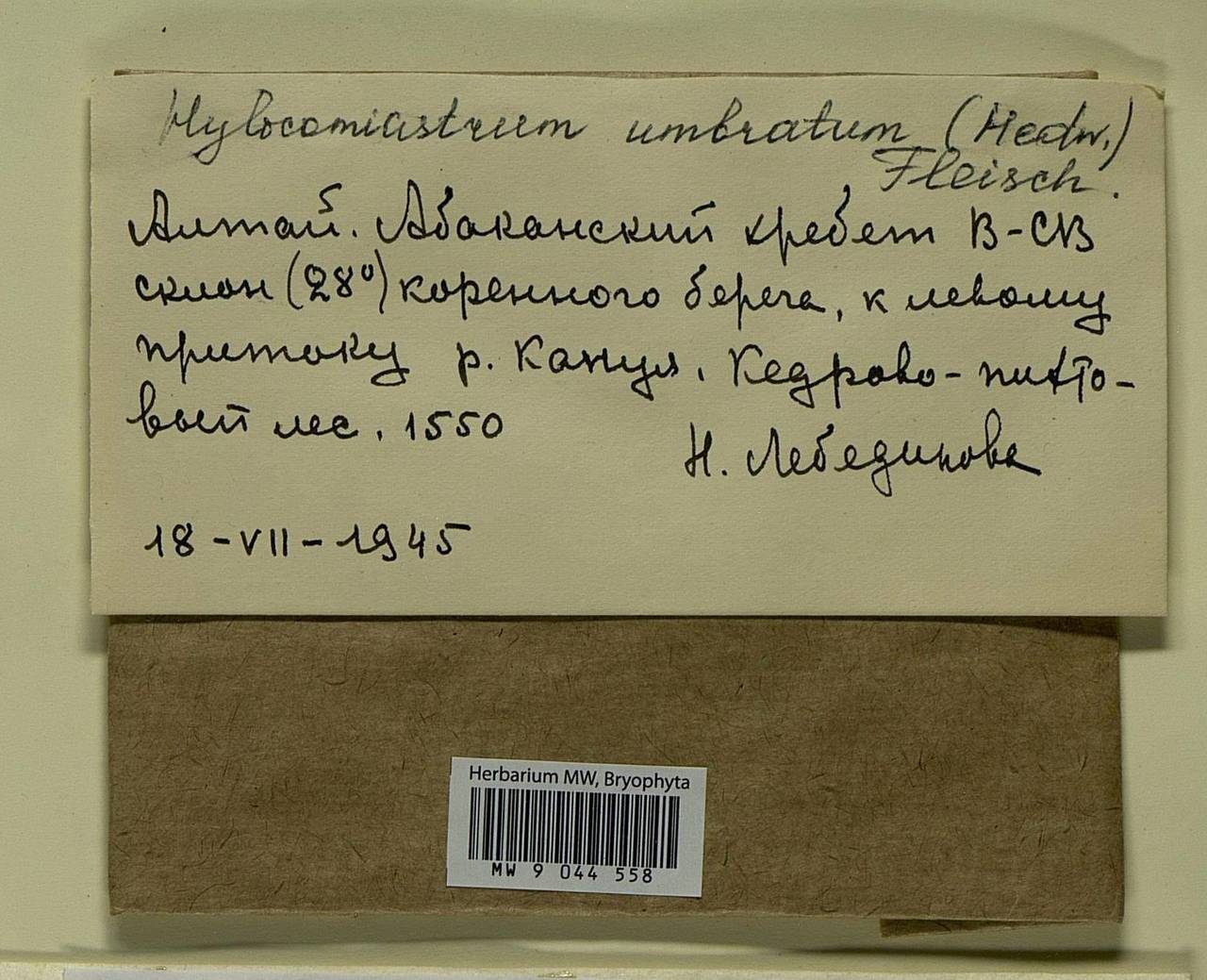 Hylocomiastrum umbratum (Hedw.) M. Fleisch. ex Broth., Bryophytes, Bryophytes - Krasnoyarsk Krai, Tyva & Khakassia (B17) (Russia)